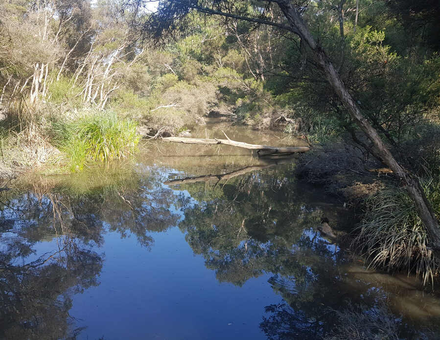 Glen Iris wetlands photo