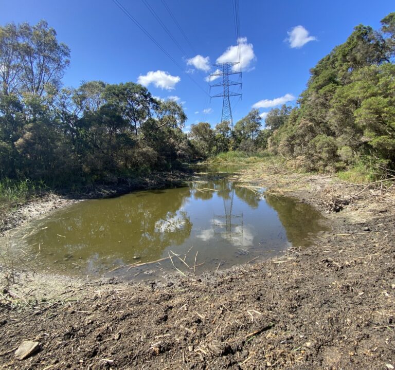 Glen Iris Wetlands Biodiversity Project